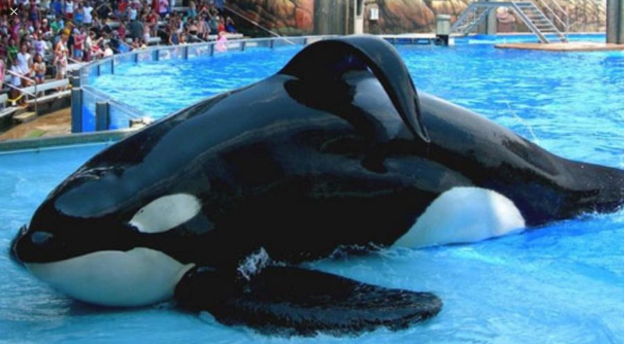 The Abuse Behind Marine Parks and Aquariums