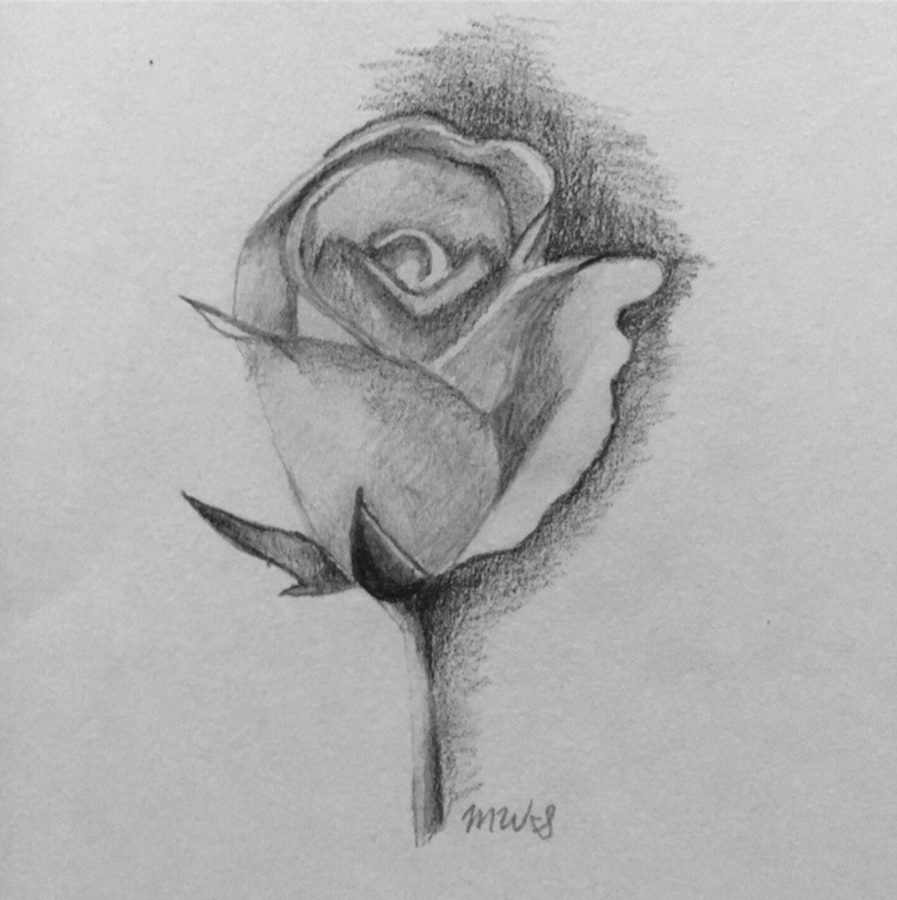 Rose Sketch – The Wildezine