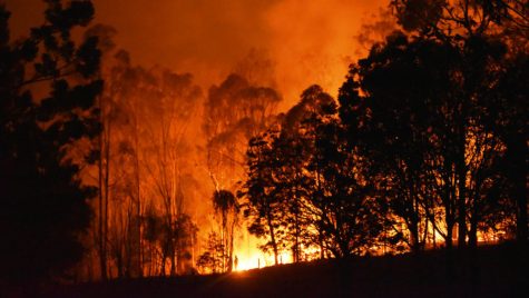 https://www.sciencenews.org/article/australia-forest-ecosystem-bounce-back-after-devastating-fires