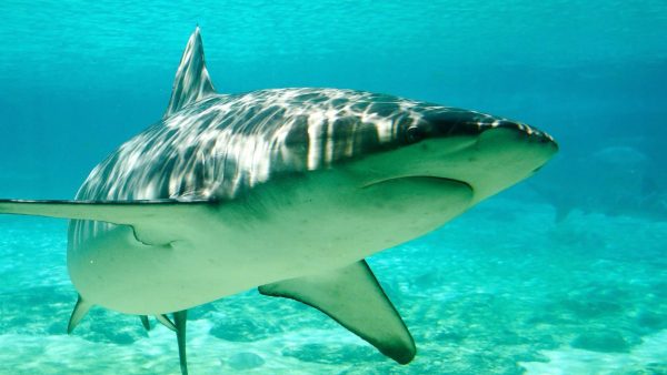 Dusky shark (Carcharhinus obscurus).
S. Garner/Wikimedia Commons